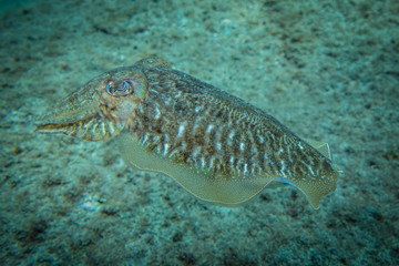 madeira cuttlefish camouflage underwater swimming