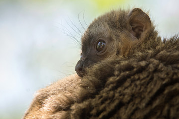 Jóven cría de lemur de cara blanca