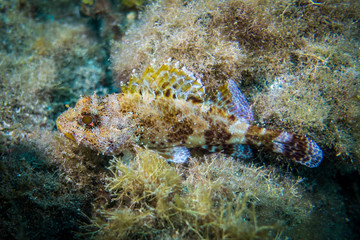 Naklejka na ściany i meble Madeira Scorpion fish camouflage algae