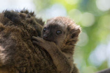 Jóven cría de lemur de cara blanca
