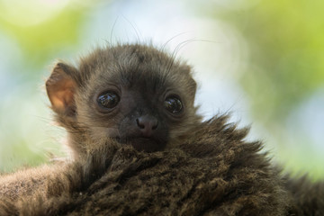 Jóven cría de lemur de cara blanca © Azahara