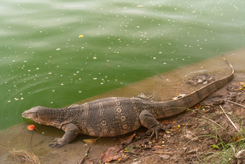 water monitor on a rock