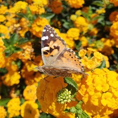 Butterfly on yellow flowers. Closeup.