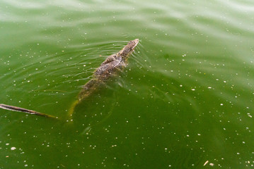 Water monitor in the water