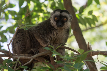 Macho adulto de lemur de cara blanca