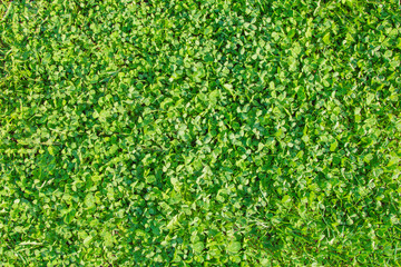 Green Grass Shamrock clover Leaves Background