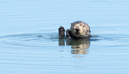 Sea Otter