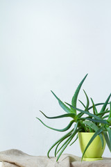 A large aloe plant in a light green pot stands on natural fabric on white console opposite the white wall