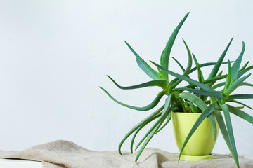 A large aloe plant in a light green pot stands on natural fabric on white console opposite the white wall
