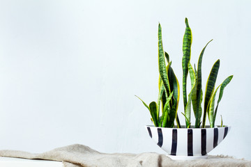 A large sansevieria plant in a long black white pot stands on natural fabric on white console opposite the white textural wall
