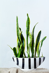 A large sansevieria plant in a long black white pot stands on natural fabric on white console opposite the white textural wall