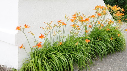 Yellow lilies growing along the white concrete wall