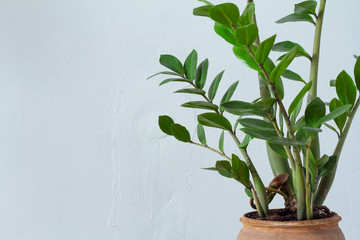 Closeup of green flower houseplant zamiokulkas or dollar tree growing in clay brown pot isolated on white textural background