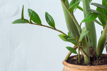 Fototapeta na wymiar Closeup of green flower houseplant zamiokulkas or dollar tree growing in clay brown pot isolated on white textural background