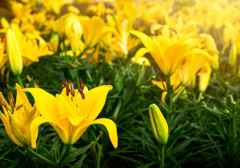 Beautiful Lilies that are blooming flowering and colourful of yellow