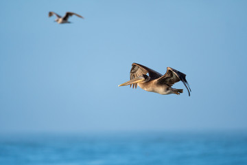 Brown pelican in flight