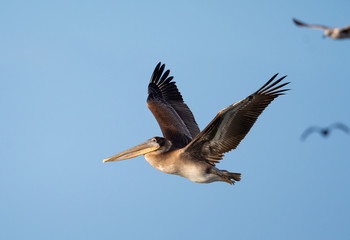 Brown pelican in flight