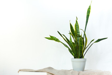 A large sansevieria plant in a light gray pot stands on natural fabric on white console opposite the white textural wall