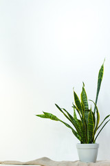A large sansevieria plant in a light gray pot stands on natural fabric on white console opposite the white textural wall