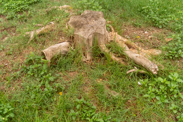 stump in the forest
