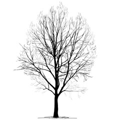 Obraz premium Poplar (Populus L.) silhouette without foliage, in the winter, on a white background
