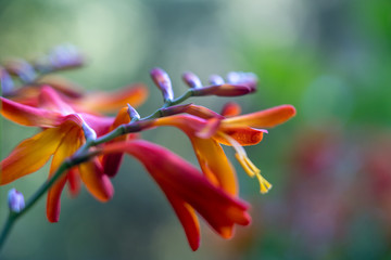 monbretia close up Madeiran Island
