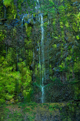 Madeira Levada Walk Waterfall  with moss