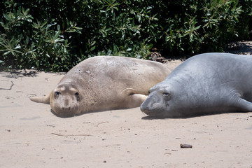 Two young elephant seals