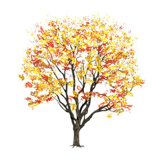 Obraz premium Tree with autumn foliage on a white background