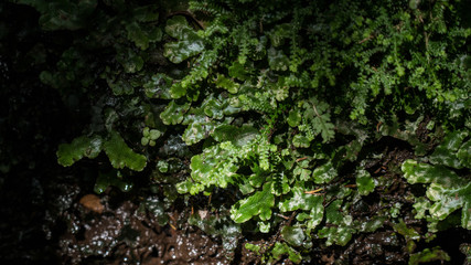 Madeira Levada Walk  lychen Moss closeup