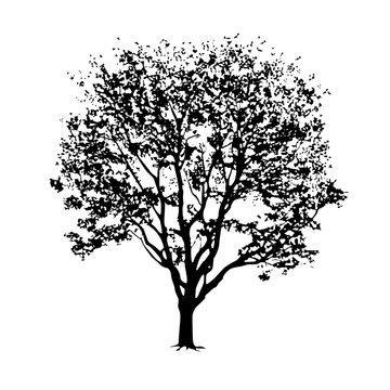 Tree silhouette with foliage on a white background