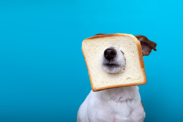 Cute jack russell dog wearing slice bread in head on blue background