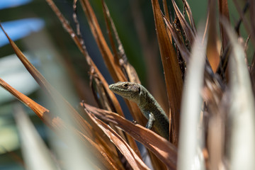 Madeira wall Lizard sitting inside palm