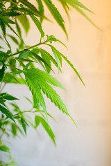 Closeup of plant of marijuana, weed or cannabis in pots at home on a white console against a white wall