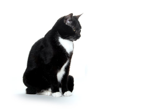 black and white tuxedo cat