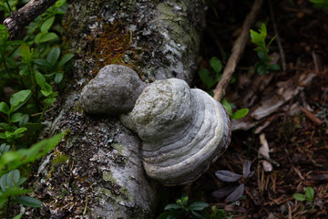 Mashroom known as chaga growing on bark of  birch tree in forest using as medicine in ethnoscience