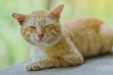 A brown cat relax on windowsill in the garden.