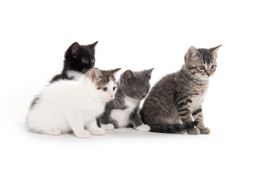 Four cute kittens on white