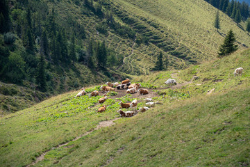 Sleepy cows napping in the Sun Bavaria