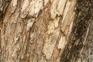 old wood texture
