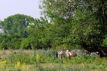 cows under trees and heat wave  in Loire valley