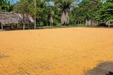 Kernels of corn drying in the sun in rural Manabi, Ecuador