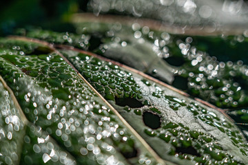 Morning dew super closeup on leaf
