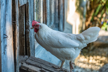 Bavarian chicken free roaming ecological