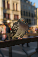 Pigeon in Saint Mark Square, a major problem for the city of Venice