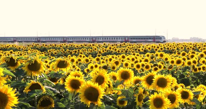 Viaggiare per le vacanze in treno oltre un campo di girasoli gialli.