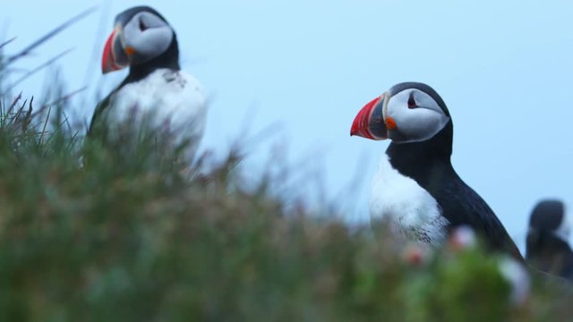 Iconic Icelandic birds - puffins on cliffs. Wildlife animals, nature and environment footage