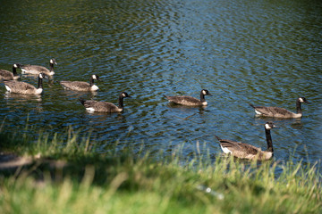 Berlin city Geese swimming in lake
