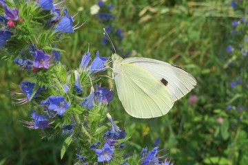 Beautiful white cabbage butterfly on blue echium flowers in the meadow, closeup	