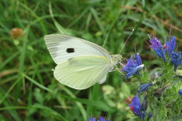 White cabbage butterfly on blue echium flowers in the meadow, closeup